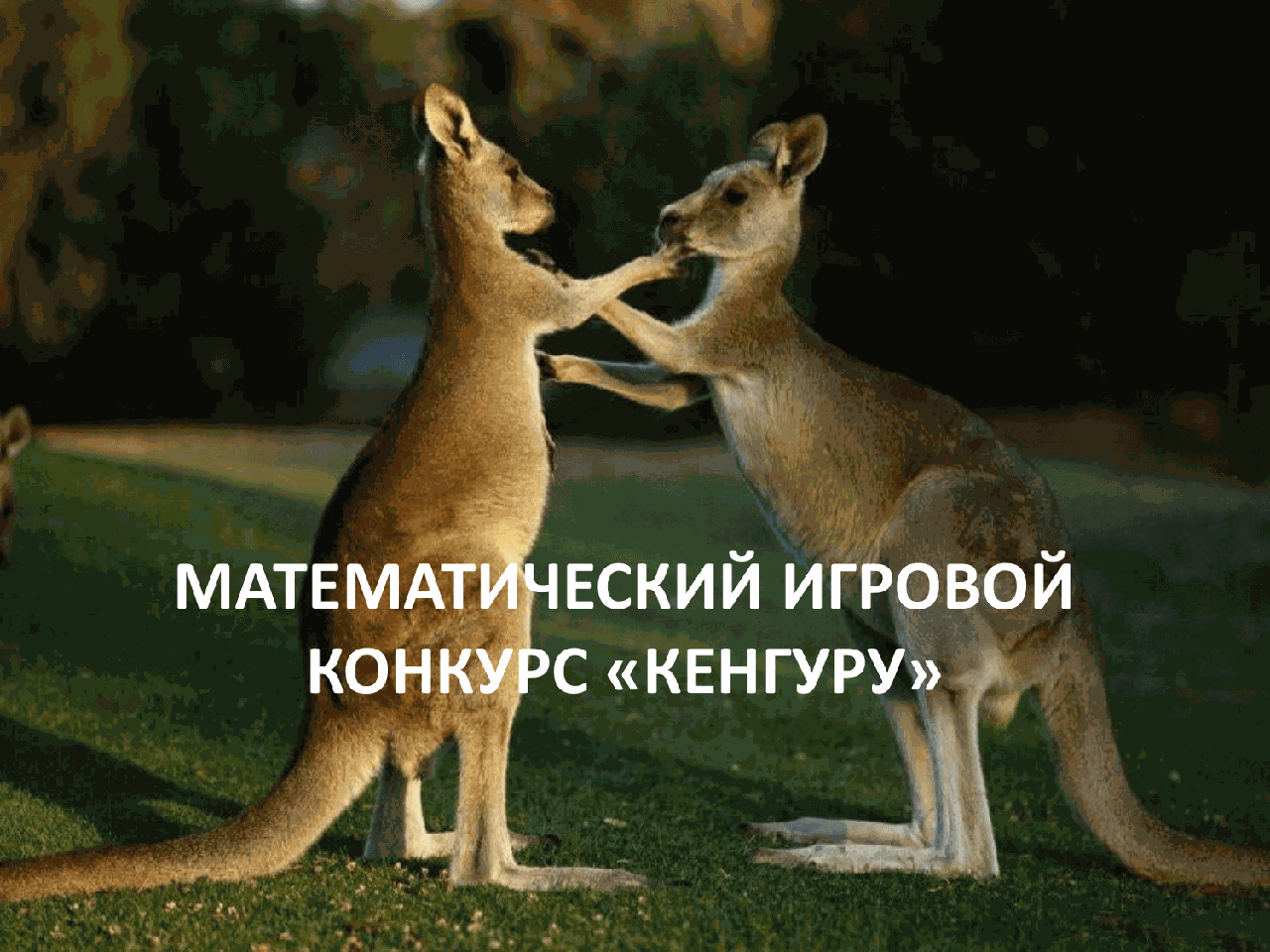 Математический конкурс Кенгуру